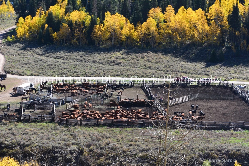 east daniels cattlemen 29 - ID: 14678574 © Diane Garcia