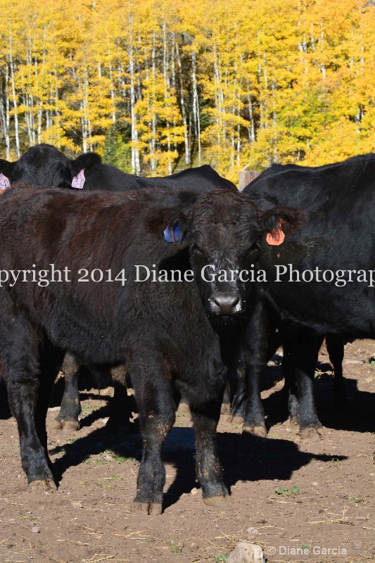 east daniels cattlemen 27 - ID: 14678576 © Diane Garcia