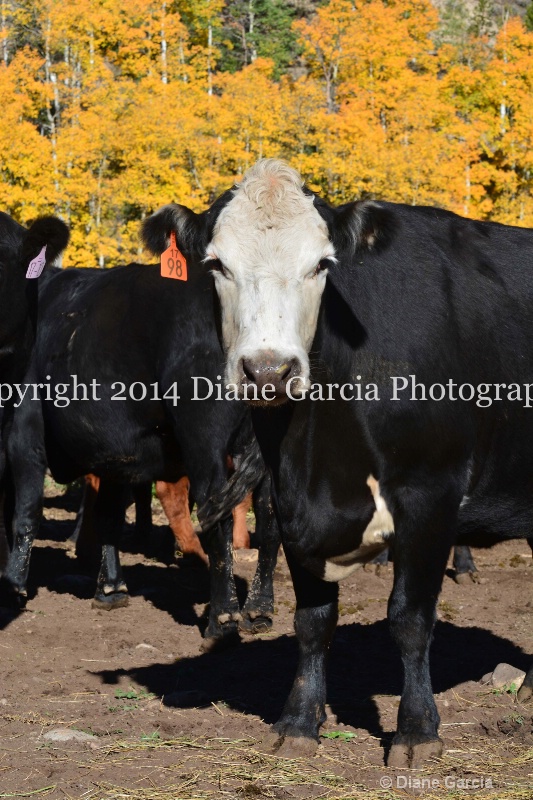 east daniels cattlemen 26 - ID: 14678577 © Diane Garcia