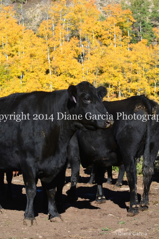 east daniels cattlemen 25 - ID: 14678578 © Diane Garcia