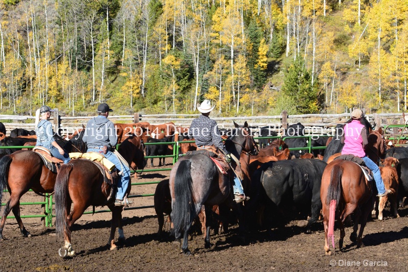 east daniels cattlemen 24 - ID: 14678580 © Diane Garcia