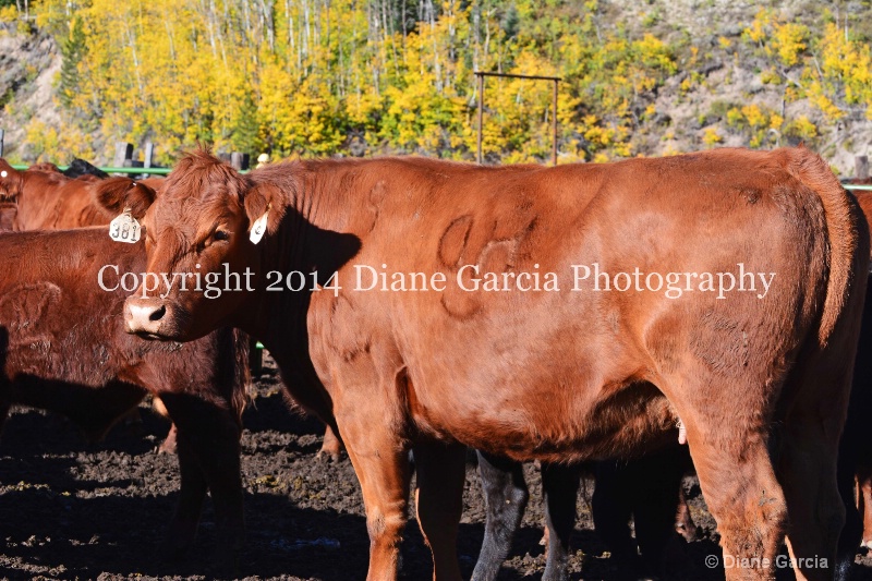 east daniels cattlemen 23 - ID: 14678581 © Diane Garcia
