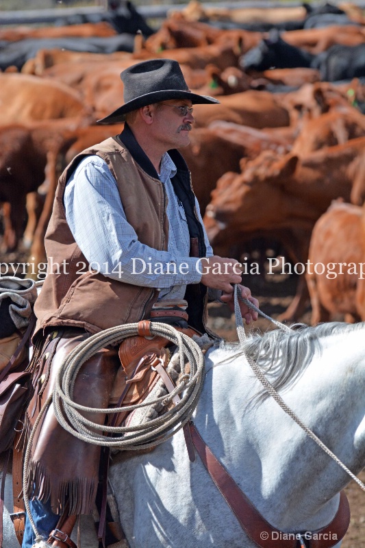 east daniels cattlemen 22 - ID: 14678582 © Diane Garcia