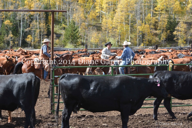 east daniels cattlemen 21 - ID: 14678583 © Diane Garcia