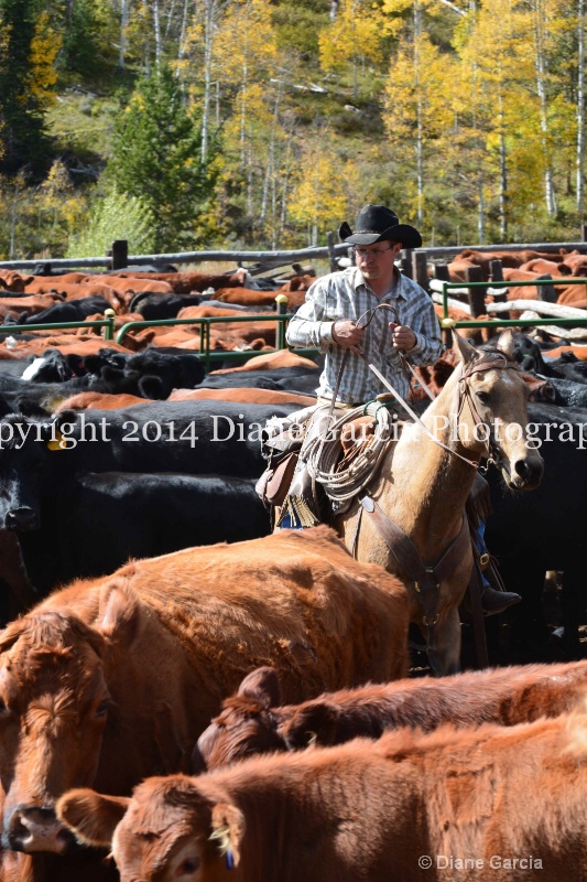 east daniels cattlemen 20 - ID: 14678584 © Diane Garcia