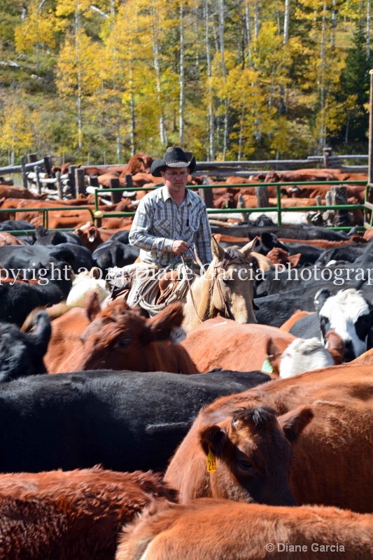 east daniels cattlemen 19 - ID: 14678585 © Diane Garcia
