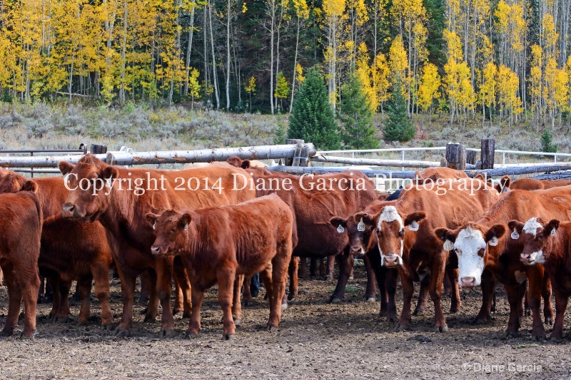 east daniels cattlemen 15 - ID: 14678590 © Diane Garcia