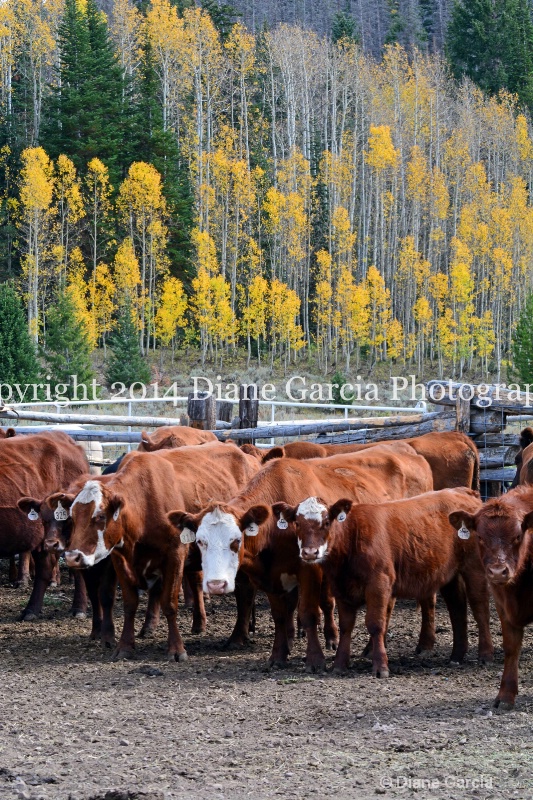 east daniels cattlemen 14 - ID: 14678591 © Diane Garcia