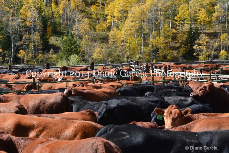 east daniels cattlemen 13 - ID: 14678592 © Diane Garcia