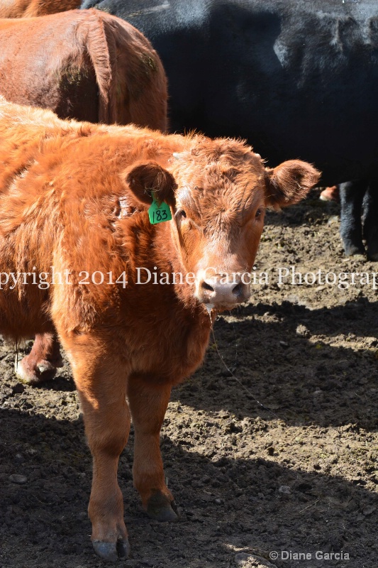 east daniels cattlemen 12 - ID: 14678593 © Diane Garcia