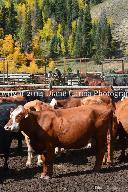 east daniels cattlemen 10 - ID: 14678595 © Diane Garcia