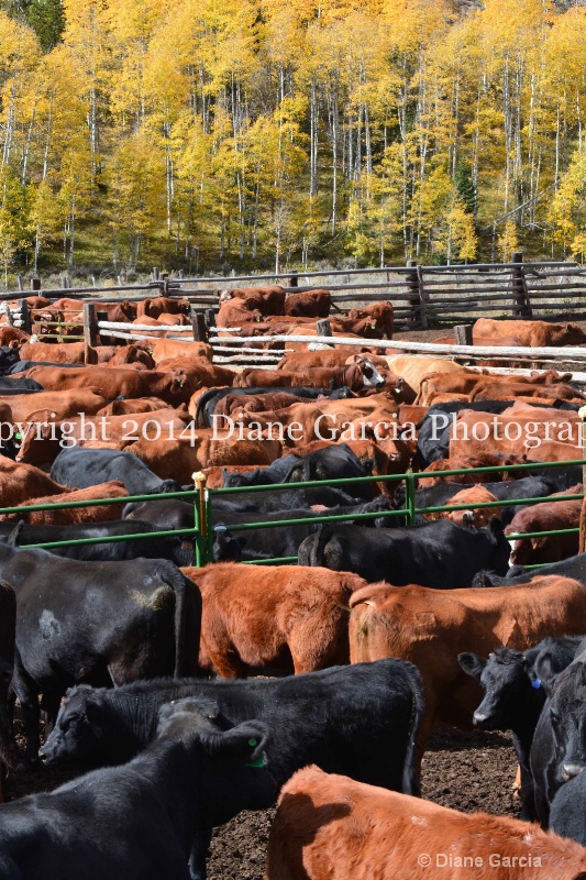 east daniels cattlemen 9 - ID: 14678603 © Diane Garcia