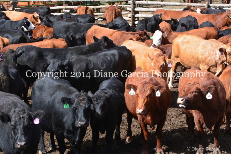 east daniels cattlemen 8 - ID: 14678609 © Diane Garcia