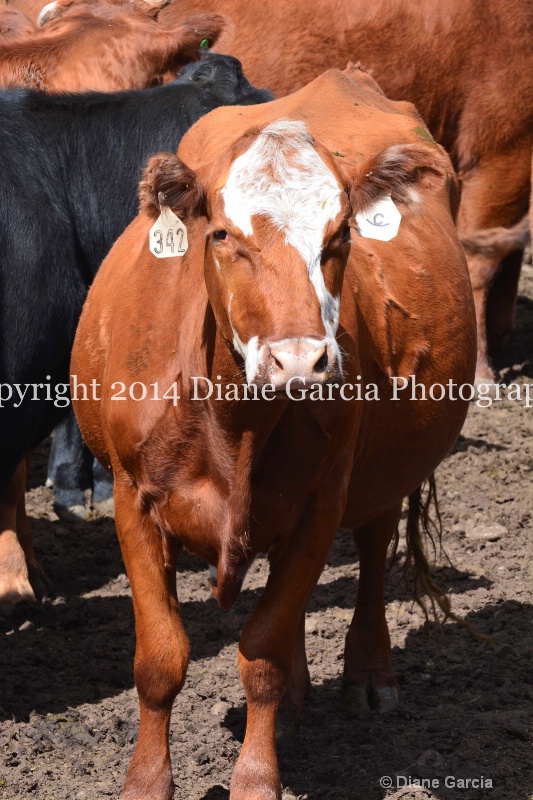 east daniels cattlemen 7 - ID: 14678614 © Diane Garcia