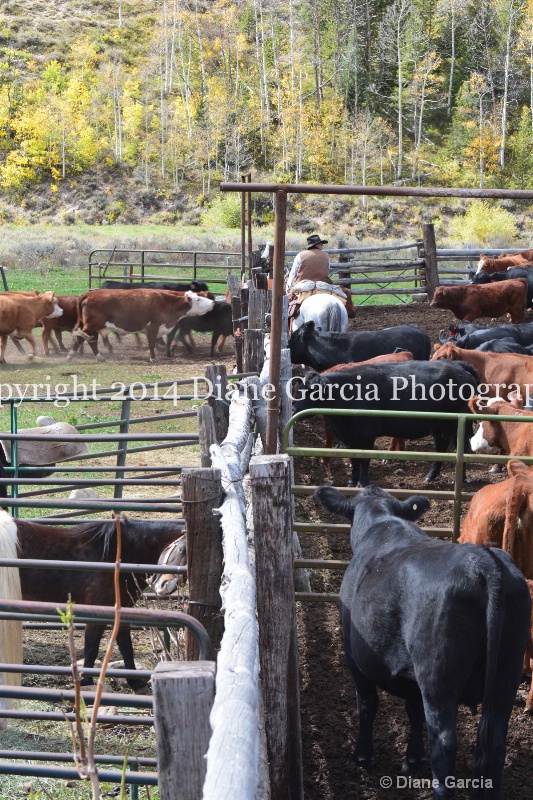 east daniels cattlemen 6 - ID: 14678616 © Diane Garcia
