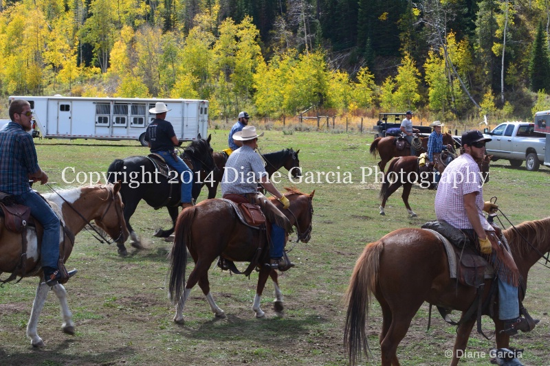 east daniels cattlemen 5 - ID: 14678617 © Diane Garcia