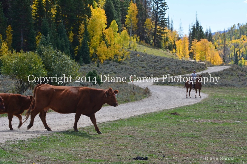 east daniels cattlemen 4 - ID: 14678618 © Diane Garcia