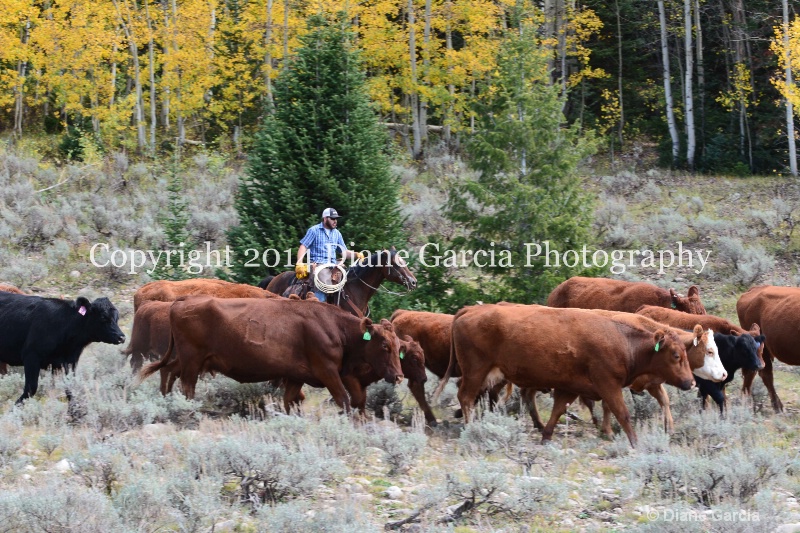 east daniels cattlemen 3 - ID: 14678619 © Diane Garcia