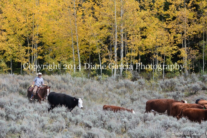 east daniels cattlemen 2 - ID: 14678621 © Diane Garcia