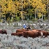 © Diane Garcia PhotoID# 14678623: east daniels cattlemen 1