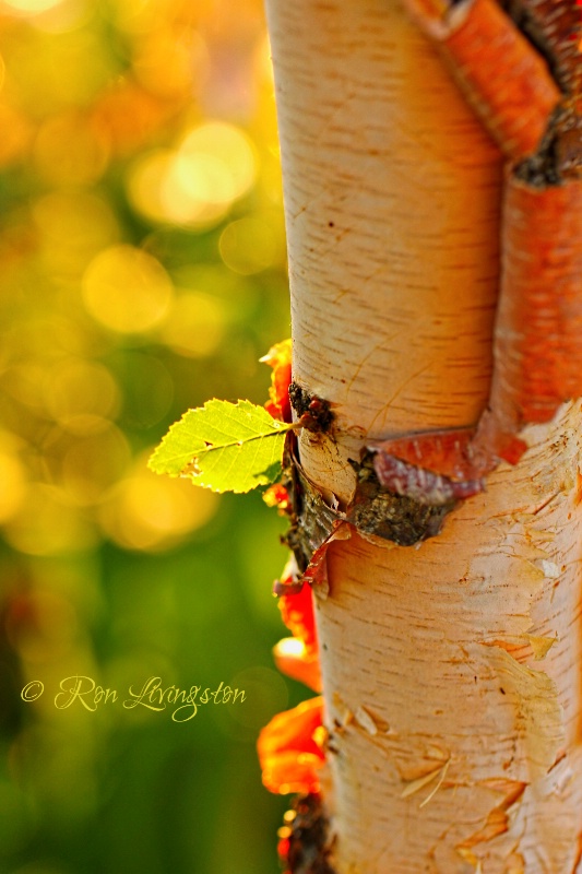 BlackRiver Birch Bark 