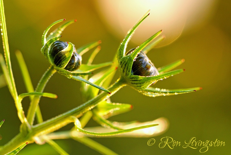 Cosmo Buds