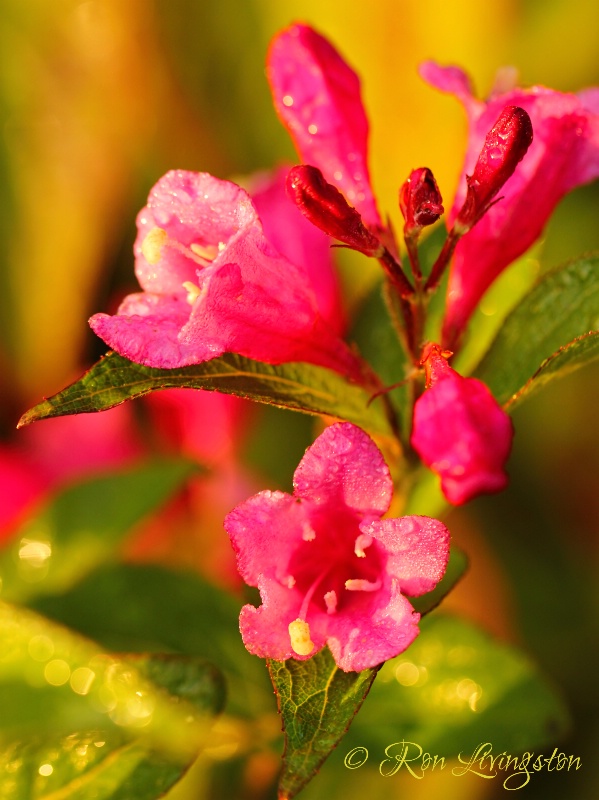 Weigela Buds