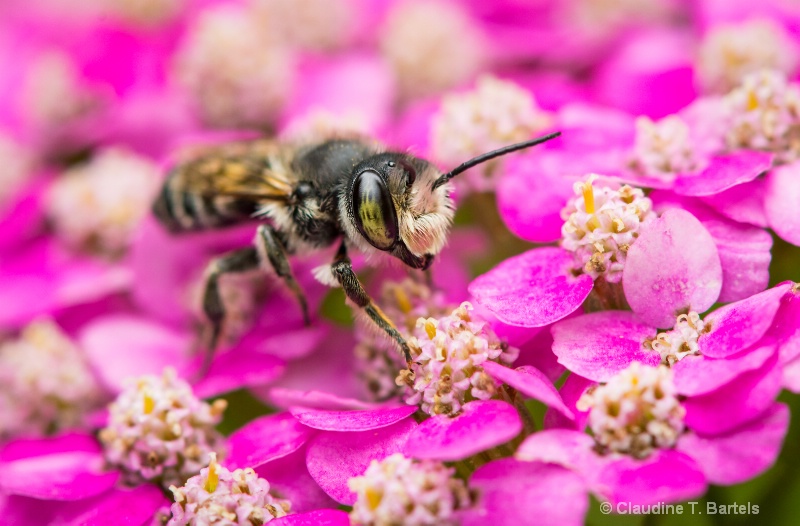 Bee in a world of pink