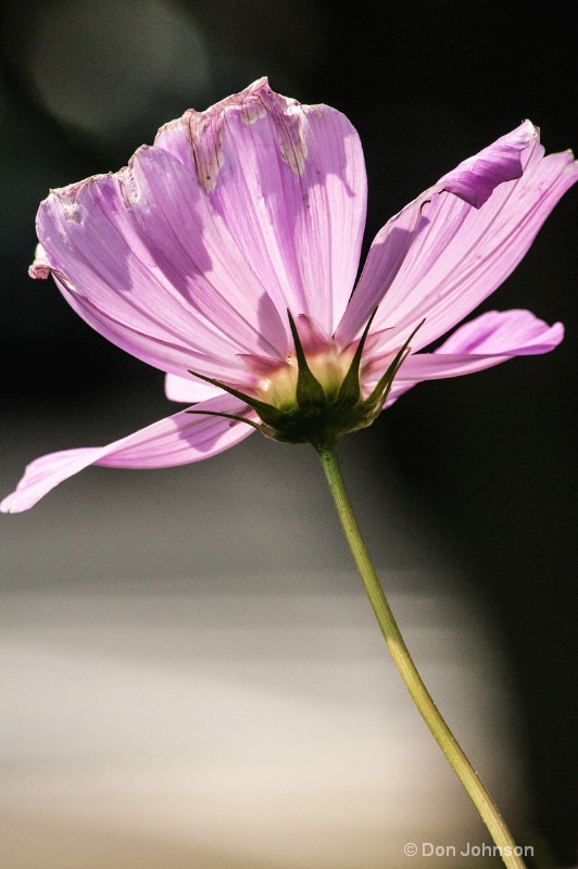 Profile of Purple Flower 251