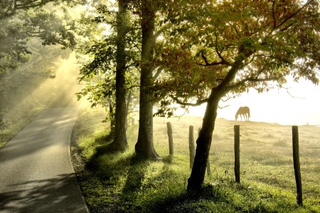 Morning Graze II