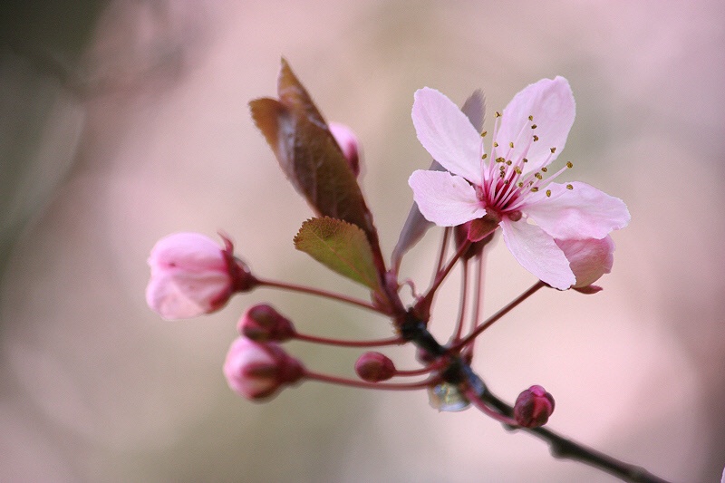 Cherry blossom time #2