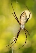 Writing Spider
