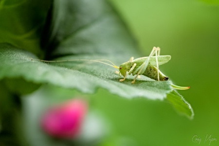 Katydid, Geranium Leaf