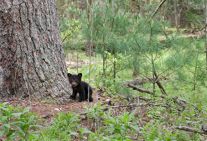 Bear Cub 11 - ID: 14679650 © Donald R. Curry