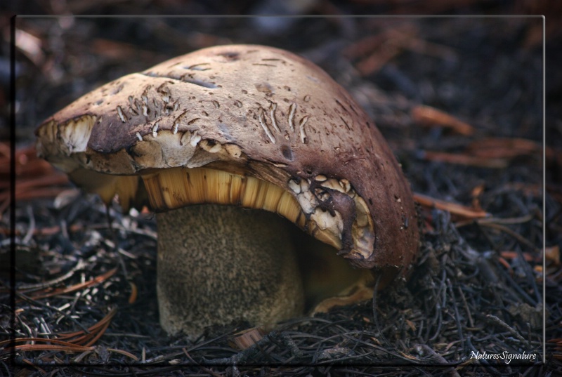 ~ Mountain Mushroom ~ - ID: 14679676 © Trudy L. Smuin