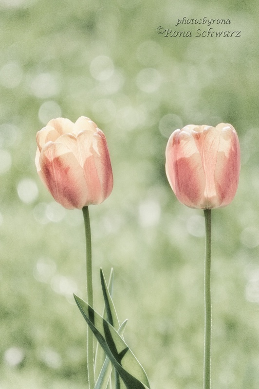 Two Tulips