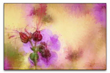 wild geranium abstract