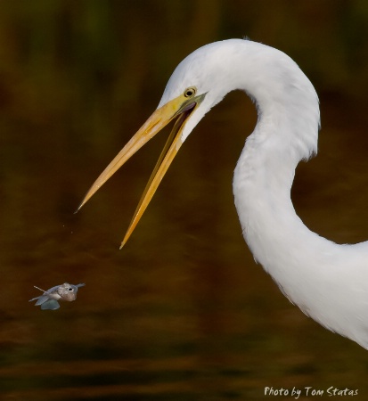 Jump Into My Mouth by Tom Statas