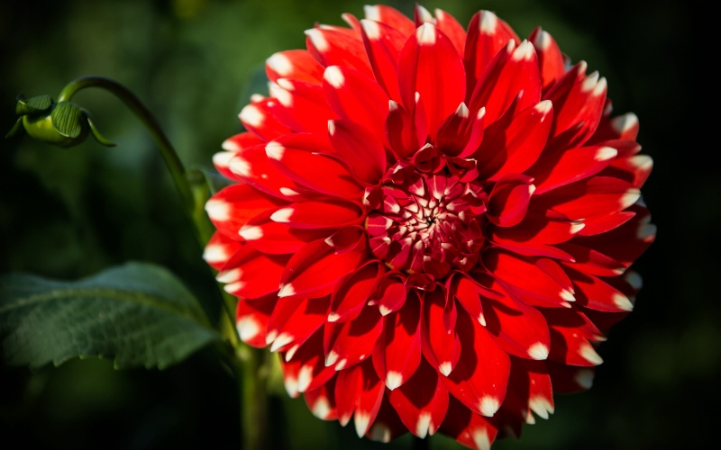 Red Dahlia with Bud