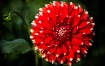 Red Dahlia with B...