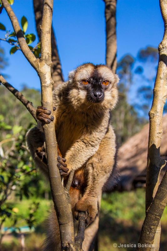 Red-fronted Brown Lemur - ID: 14680452 © Jessica Boklan
