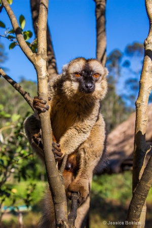 Red-fronted Brown Lemur