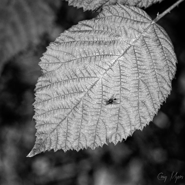 Fly, Berry Leaf