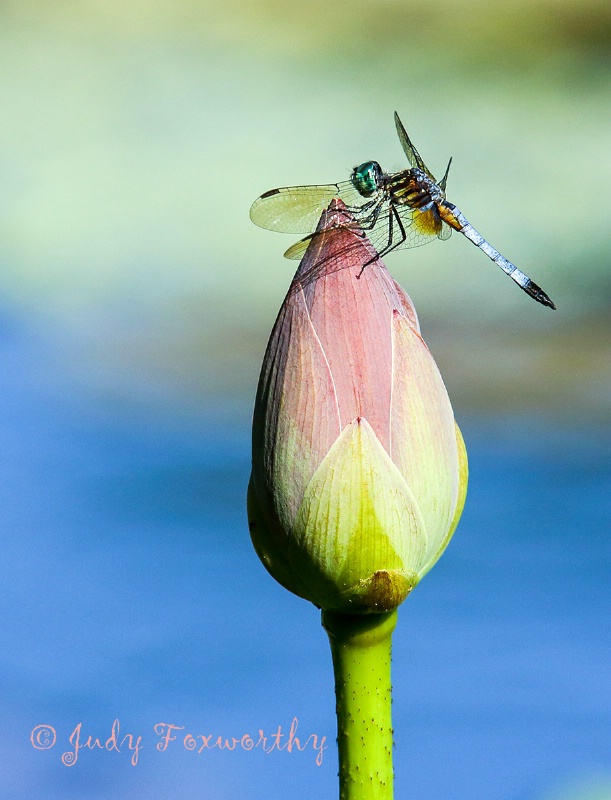 Dragonfly On A Lotus Bud