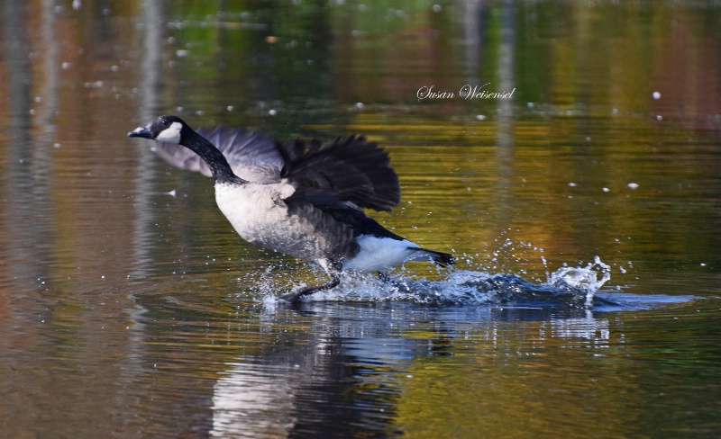 Walking on Water