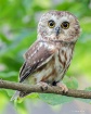 Saw Whey Owl