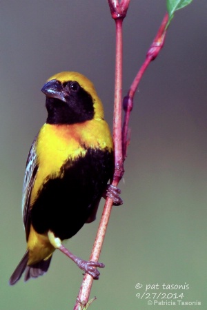 Yellow Crowned Bishop 1