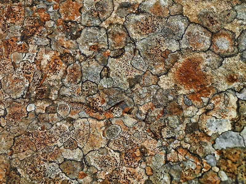 Rock Fungus