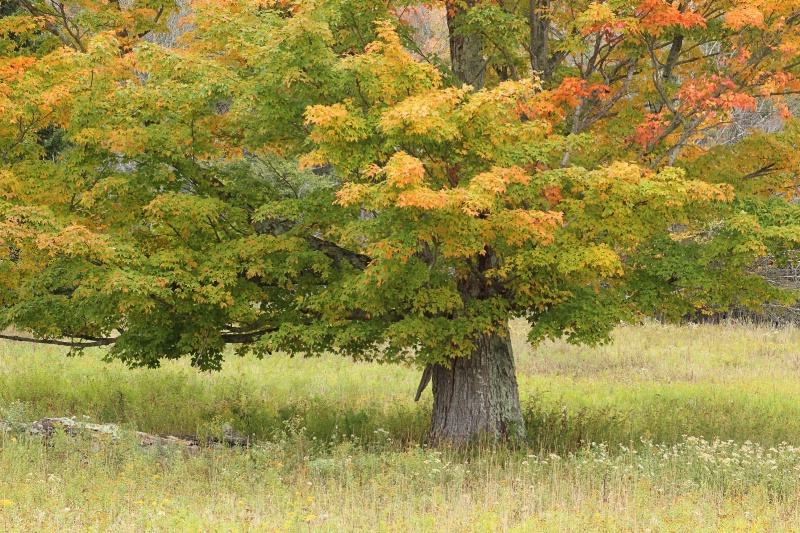 Touched By Autumn - ID: 14681081 © Tammy M. Anderson