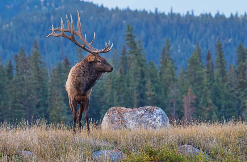 Bull Elk Surveying His Domain 